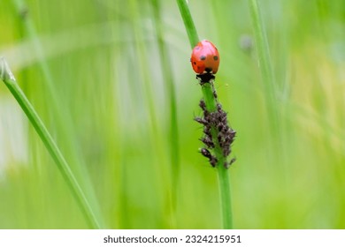 Beneficial insect ladybug red wings and black dotted hunting for plant louses as biological pest control and natural insecticide for organic farming with natural enemies reduces agriculture pesticides - Powered by Shutterstock