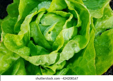 The Benefits of Growing Your Own Butter Lettuce.
(Butter lettuce) A Leaf with Many Names.