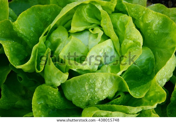 The Benefits of Growing Your Own\
Butter Lettuce.\
(Butter lettuce) A Leaf with Many\
Names.
