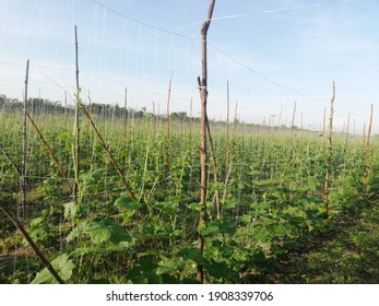 The Benefits Of Luffa Can Also Prevent Muscle Pain And Reduce Arthritis Or Arthritis, Because It Contains Potassium And Copper. Port Of Belawan, Indonesia. February 3,2021.