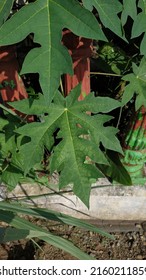 Benefits Of Papaya Leaf Decoction For The Next Health, Namely Digestion. Papaya Leaves Contain The Enzyme Papain