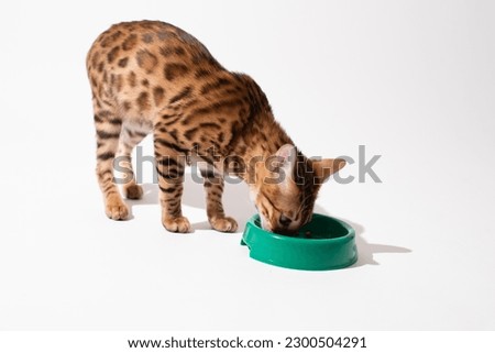 Bengal breed kitten eating, pet on white background