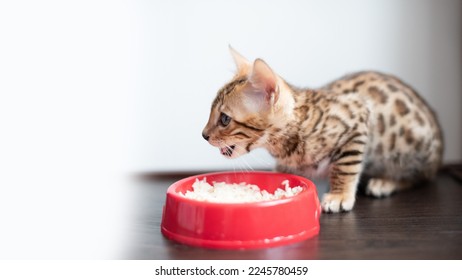 Bengal breed kitten eating rice with meat, pet.Space for text, typography design - Powered by Shutterstock