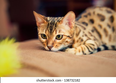 9,031 Spotted bengal cat Images, Stock Photos & Vectors | Shutterstock