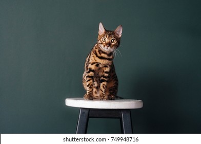 bengal cat
