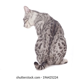 Bengal Cat From The Back Isolated