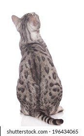 Bengal Cat From The Back Isolated