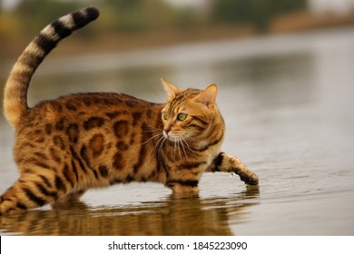 A Bengal Cat Bathes On A River In Cold Water.