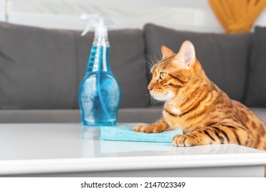 Bengal Cat Cleans The Living Room. The Pet Wipes The Table With A Blue Rag And Keeps The Spray On The Table.