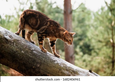 Bengal Cat Climbs Back Down