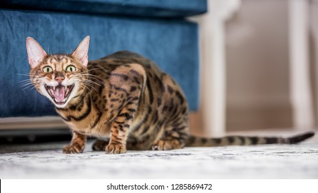 A Bengal cat crouching with its mouth open crying at the camera with a long tail.