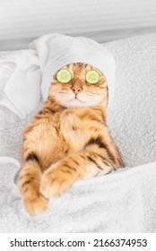 Bengal cat with cucumbers in front of his eyes in the spa. Vertical shot. - Shutterstock ID 2166374953