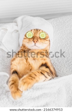 Bengal cat with cucumbers in front of his eyes in the spa. Vertical shot.
