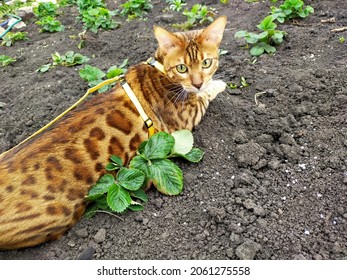 The Bengal Cat  Is A Domesticated  Cat Breed  Created From Hybrids Of  Domestic Cats , Especially The Spotted  Egyptian Mau , With The  Asian Leopard Cat  