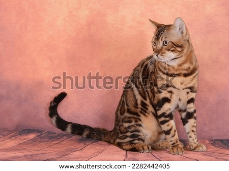 The Bengal cat is a domesticated cat breed created from a hybrid of the Asian leopard cat (Prionailurus bengalensis), with domestic cats, especially the spotted Egyptian Mau.
