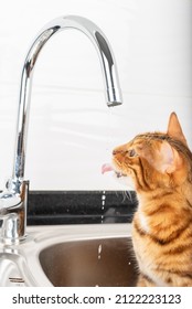 Bengal Cat Drinks Water With Her Tongue From The Tap. Vertical Shot.