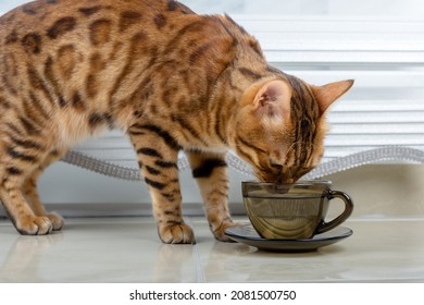 Bengal Cat Drinks Water From A Mug. Side View.