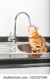 Bengal Cat Drinks Water From The Tap In The Kitchen. Vertical Shot.