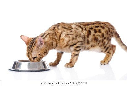 Bengal Cat Eating Food. Isolated On White Background