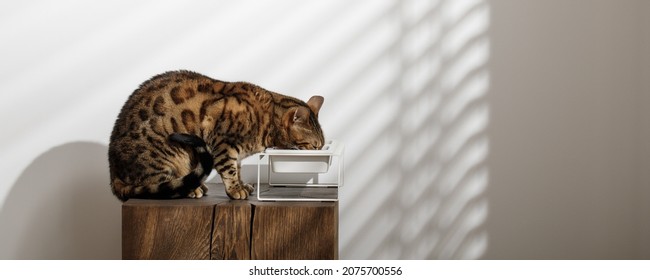 Bengal Cat Eating Food On Solid Oak Wood Stump From Minimalistic Ceramic Pet Bowl