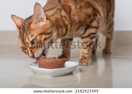 Bengal cat eats its food in the form of pate. Selective focus.