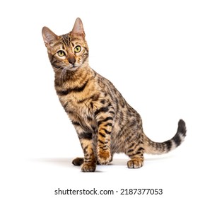 Bengal cat facing the camera, isolated on white