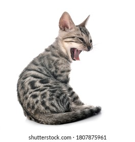 Bengal Cat In Front Of White Background