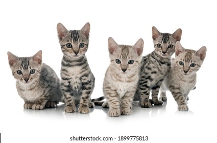 Bengal Cat In Front Of White Background