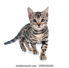 Bengal Cat In Front Of White Background