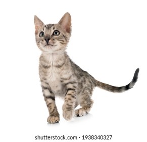 Bengal Cat In Front Of White Background