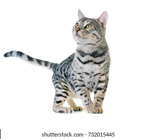 Bengal Cat In Front Of White Background