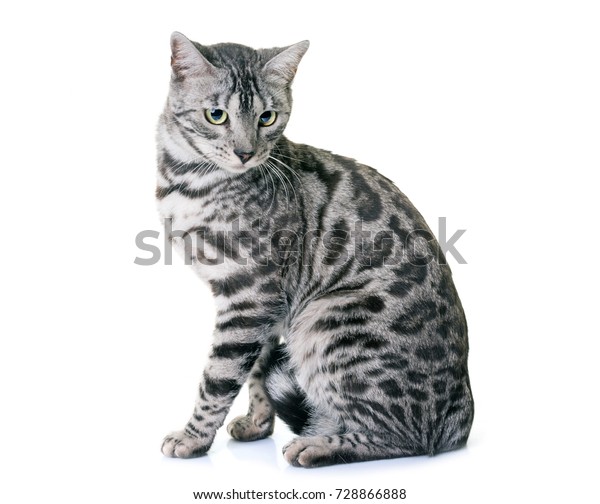 Bengal Cat Front White Background Stock Photo Edit Now