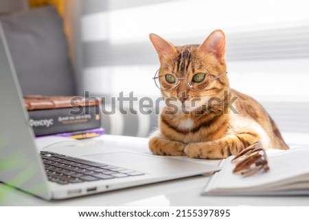 Bengal cat in glasses works at a table on a computer indoors