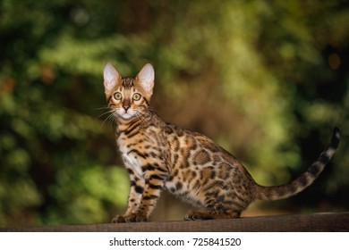 Gold Bengal Cat Walk On Plank Stock Photo (Edit Now) 755299669