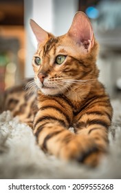 Bengal cat with green eyes - Shutterstock ID 2059555268