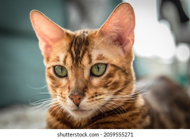 Bengal cat with green eyes - Shutterstock ID 2059555271