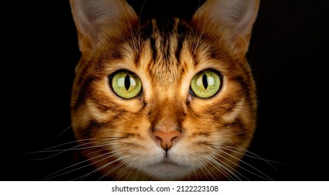 Bengal cat with green eyes on a black background. Selective focus.