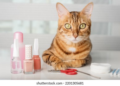 Bengal Cat In A Home Beauty Salon With Nail Polishes, Clippers On The Table. Cat Manicure.