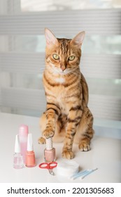 Bengal Cat In A Home Beauty Salon With Nail Polishes, Clippers On The Table. Cat Manicure.