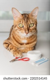 Bengal Cat In A Home Beauty Salon With Nail Polishes, Clippers On The Table. Cat Manicure.