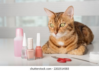 Bengal Cat In A Home Beauty Salon With Nail Polishes, Clippers On The Table. Cat Manicure.