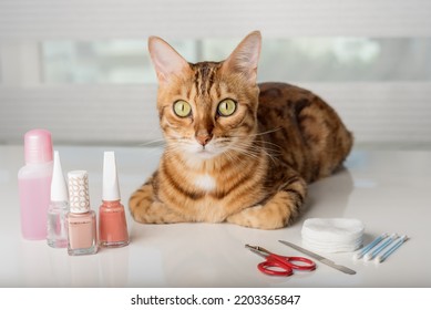 Bengal Cat In A Home Beauty Salon With Nail Polishes, Clippers On The Table. Cat Manicure.