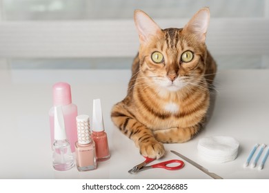 Bengal Cat In A Home Beauty Salon With Nail Polishes, Clippers On The Table. Cat Manicure.