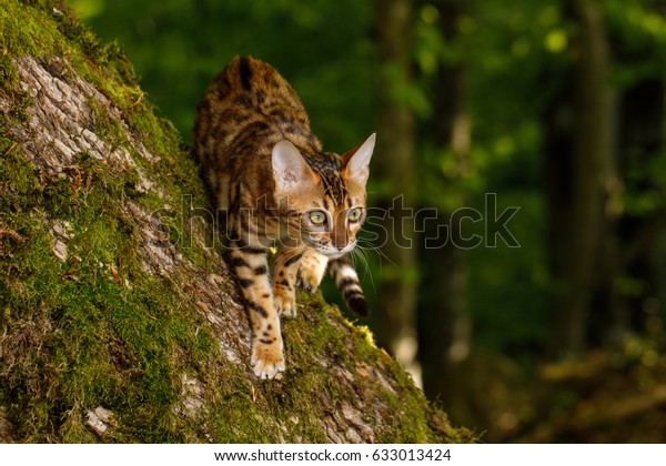 Bengal Cat\
Hunting in forest, Nature green\
background