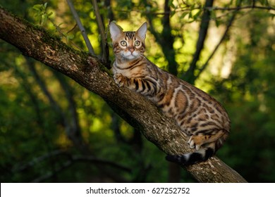 13,918 Bengal cat outdoor Images, Stock Photos & Vectors | Shutterstock