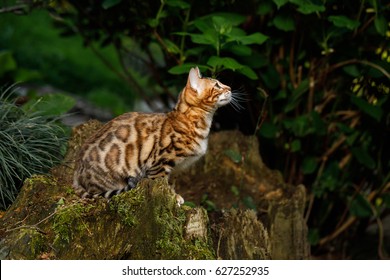 13,918 Bengal cat outdoor Images, Stock Photos & Vectors | Shutterstock