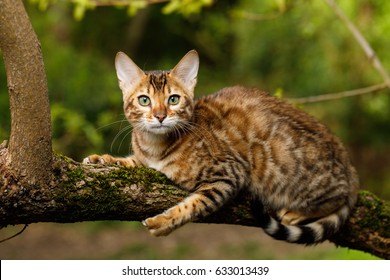 13,918 Bengal cat outdoor Images, Stock Photos & Vectors | Shutterstock