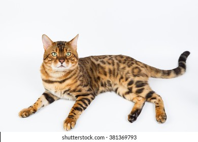 Bengal Cat Isolated
