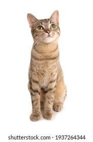 Bengal Cat Isolated On A White Background