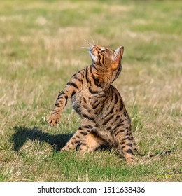 Bengal Cat Jumping In The Garden